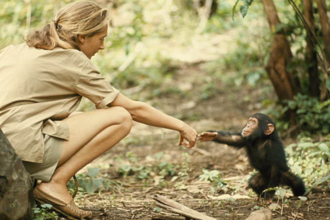 Jane Goodall at Sydney Goldstein Theater